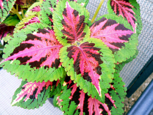 Колеус Блюма Конг Ред (красн.с зелен. краями) 1шт К432/24 купить