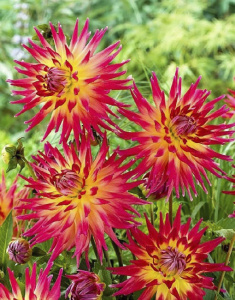 Георгина кактусовая Bora Bora (1х1шт) купить