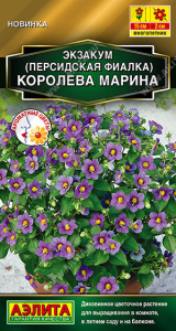 Экзакум Королева марина (Персидская фиалка) купить