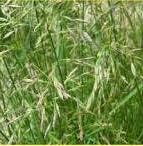 Овсяница Луговая 1кг купить