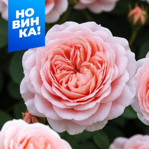 Роза Мерхенцаубер купить