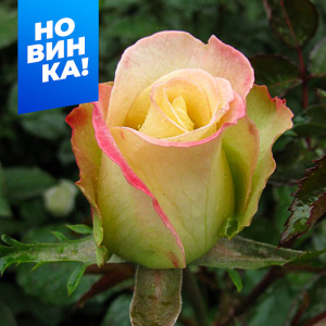 Роза Виолон де Ингресс купить