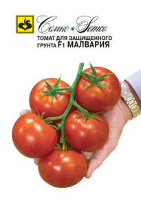 Томат Малвария F1  купить