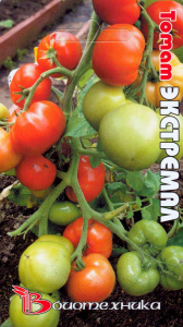Томат Экстремал  купить
