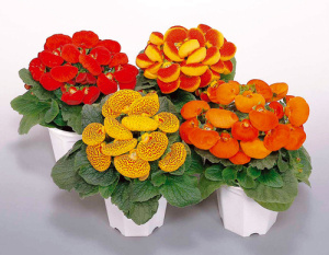 Кальцеолярия Дейнти Микс (смесь) 1шт d11 купить