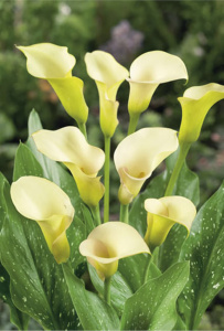 Калла (syn.Zantedeschia) Ventura (1х1шт) купить