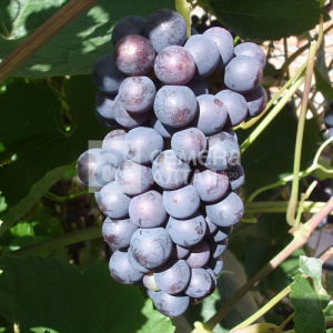 Виноград Память Домбковской купить