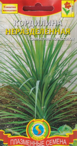 Кордилина неразделённая купить