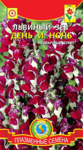 Львиный зев День и Ночь  купить