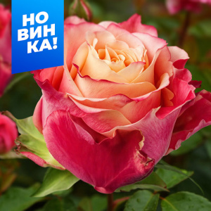 Роза 3D купить