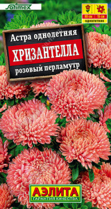 Астра Хризантелла розовый перламутр Satimex купить