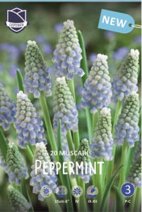 Мускари Пепперминт  (1х20шт) купить