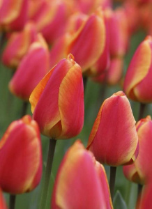 Тюльпан дарвинов гибрид "Oxford Elite" (1х10шт) купить