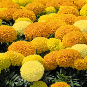 Тагетес прямостоячий Дискавери Микс (смесь) 1шт Т292/35 купить