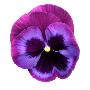 Виола Виттрока Пауэр Блю Джинс (розово-сирен. с темным глазком) 1шт В355 купить