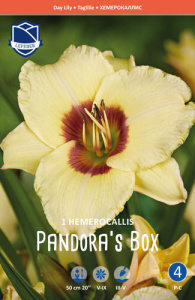 Лилейник Pandora's Box /1шт купить