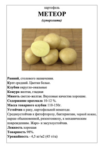 Картофель Метеор А5 фото купить