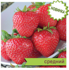 Земляника Сонсейшн садовая  купить