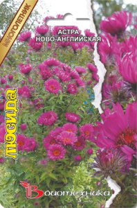 Астра ново-англ. Люсида 40 шт купить