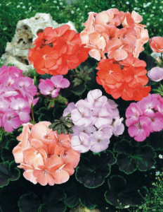 Пеларгония зональная махровая, в ассортименте 1шт С1 П120 купить