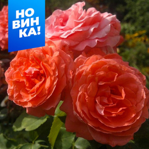 Роза Ди Ди Бриджуотер купить