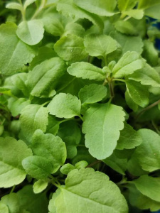 Вероника рассада 1шт купить