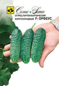 Огурец Орфеус F1 купить