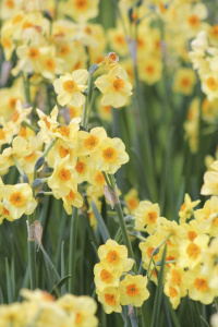 Нарцисс мелкокорончатый "Scarlet Gem" (1х5шт) купить