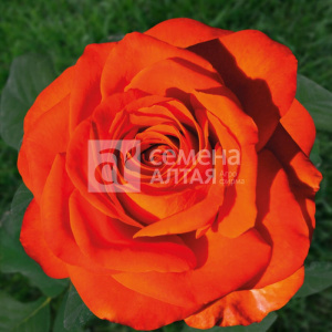 Роза Рабона купить