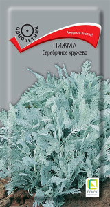 Пижма Серебряное кружево  купить