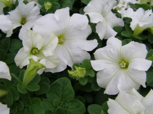 Петуния крупноцв. Дримс Уайт (белая) П329/40шт купить