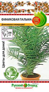 Пальма Финиковая купить