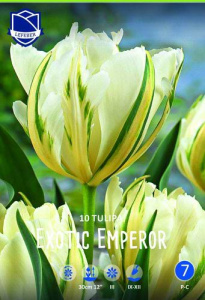 Тюльпан Фостера "Exotic Emperor" (1х10шт) купить