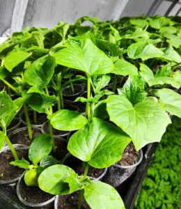 Огурец Голландия (Герман) рассада 1шт купить