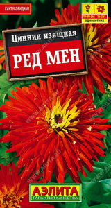 Цинния Ред мен кактусовидная  купить