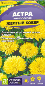 Астра Ковер Желтый низкорослая купить