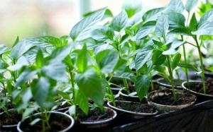 Перец  Какаду рассада 1 шт купить