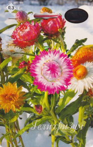 Гелихризум Натюрморт/1шт купить
