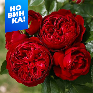 Роза Эротик Рококо купить