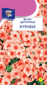 Флокс Курабье  купить