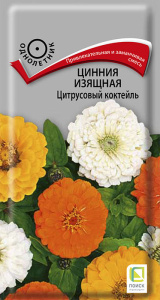 Цинния Цитрусовый коктейль изящная купить
