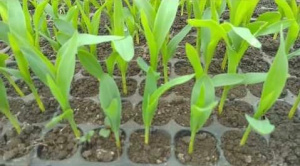 Кукуруза сахарная Золотой батам /40 купить