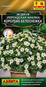 Экзакум Королева белоснежка (Персидская фиалка) купить