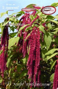 Амарант Хвостатый Аристократ/1шт купить