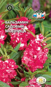 Бальзамин Модница  купить