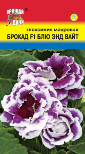 Глоксиния Брокад Блю энд Вайт F1 махровая купить