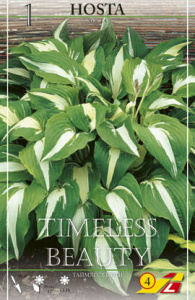 Хоста Timeless Beauty /1шт купить