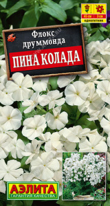 Флокс Пина колада друммонда крупноцветковый купить
