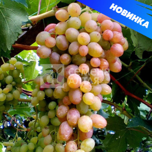 Виноград Геракл