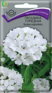 Гвоздика Турецкая Белая Королева купить